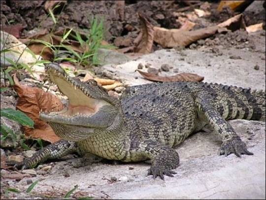 Что посмотреть в Паттайе Что посмотреть в Паттайе